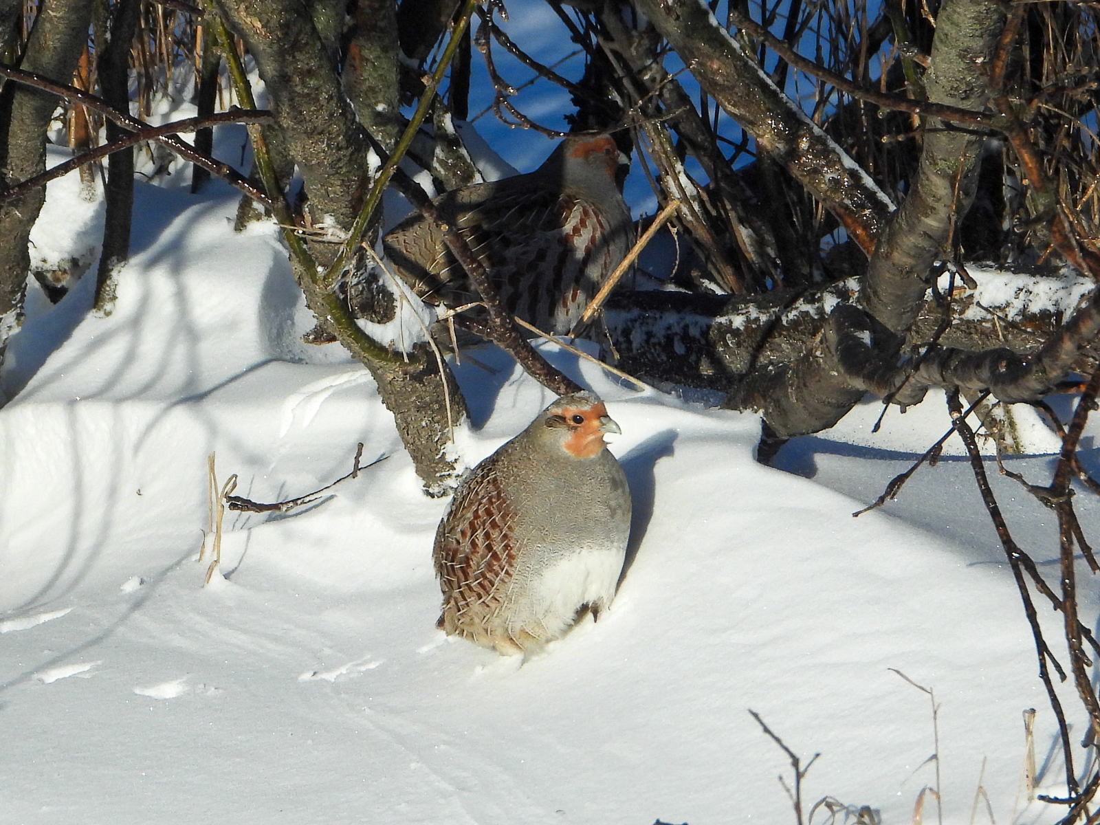 Gray Partridge