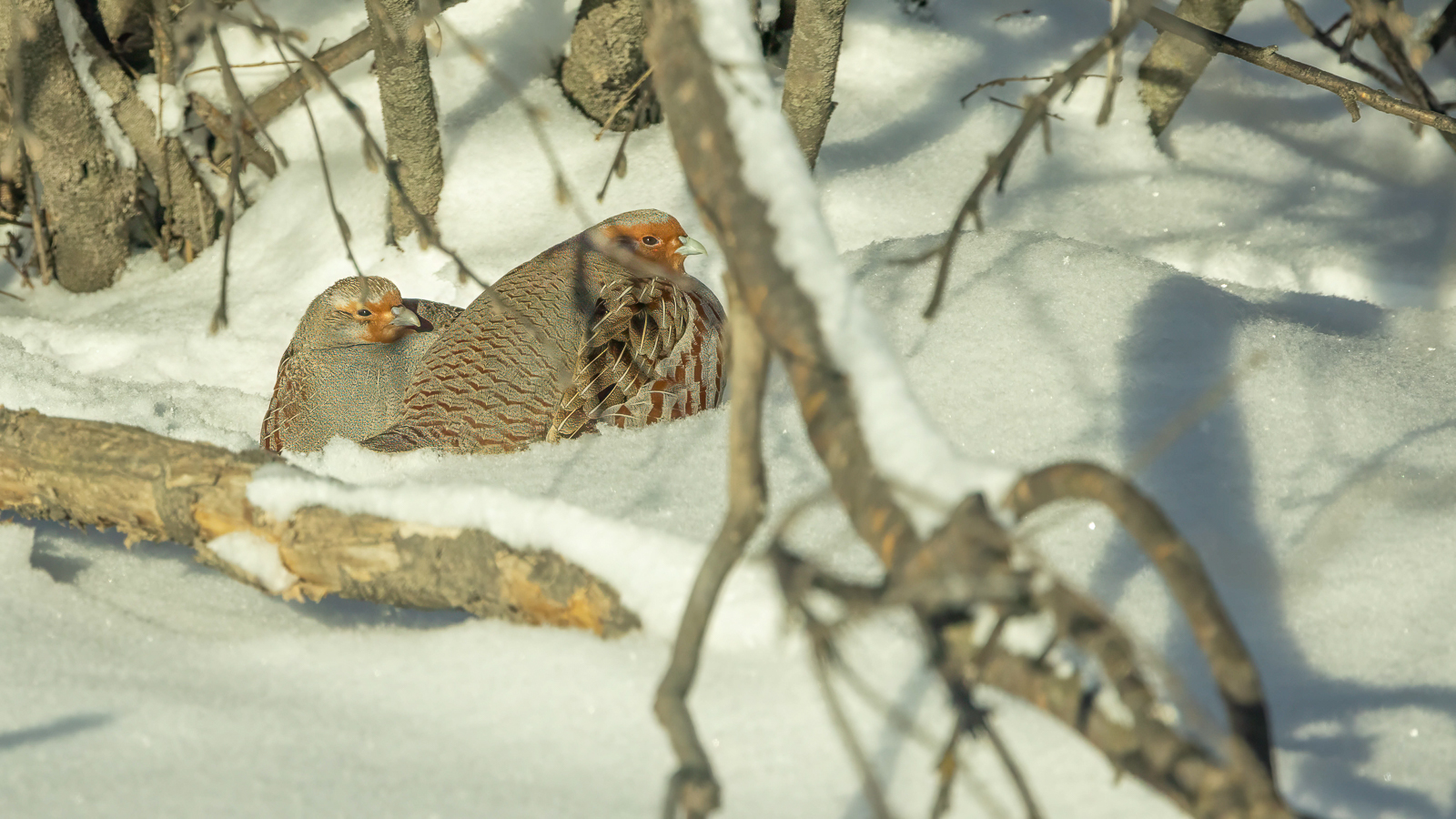 Gray Partridge
