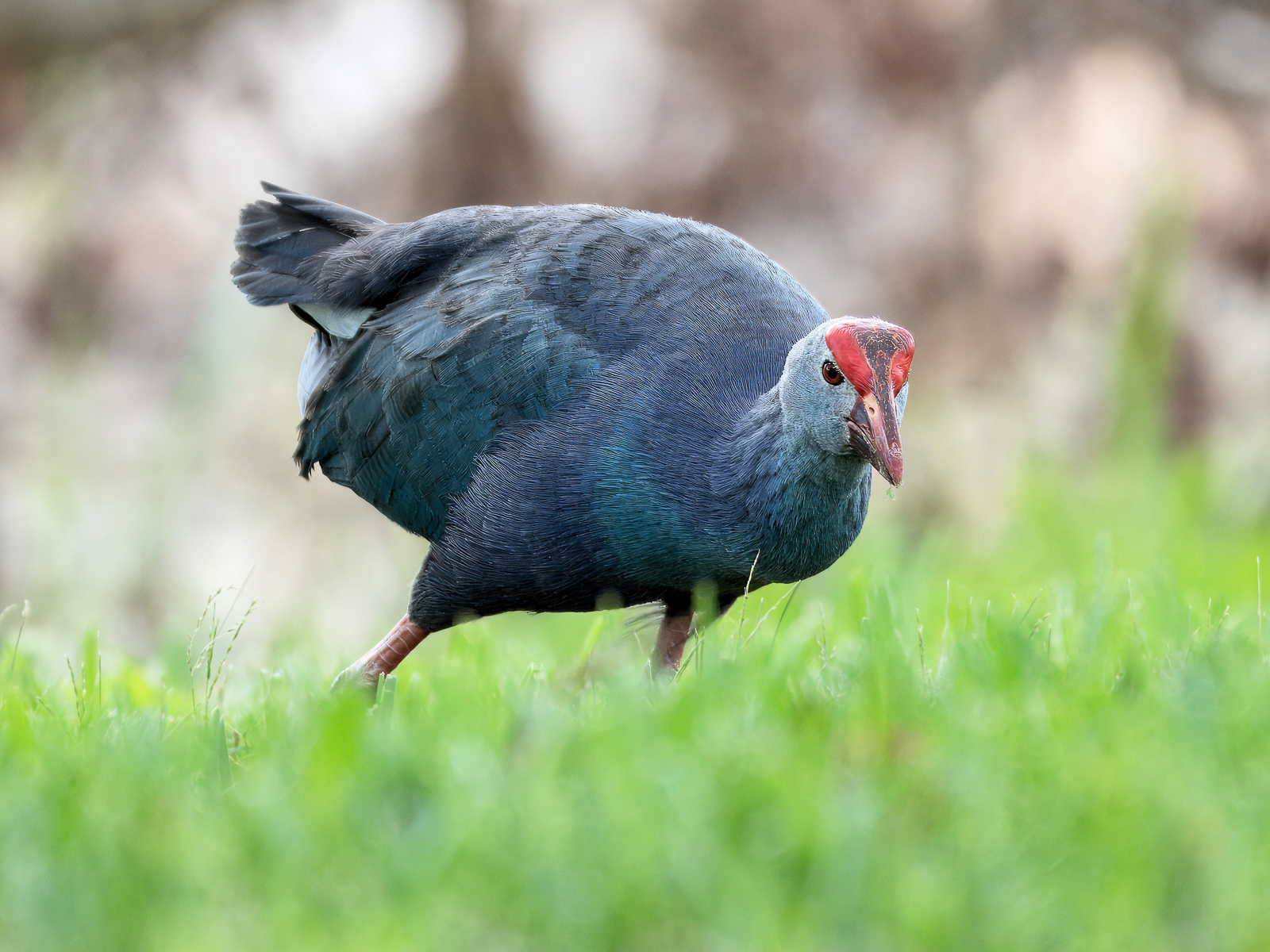 Gray-headed Swamphen