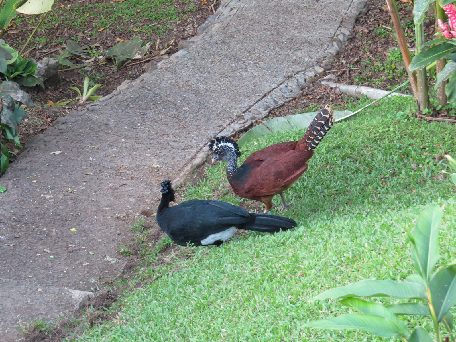 Great Curassows