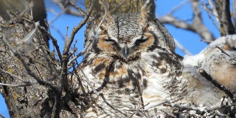 Eagle-Eye Manitoba Owls Tour # 2 – March 3-7, 2024