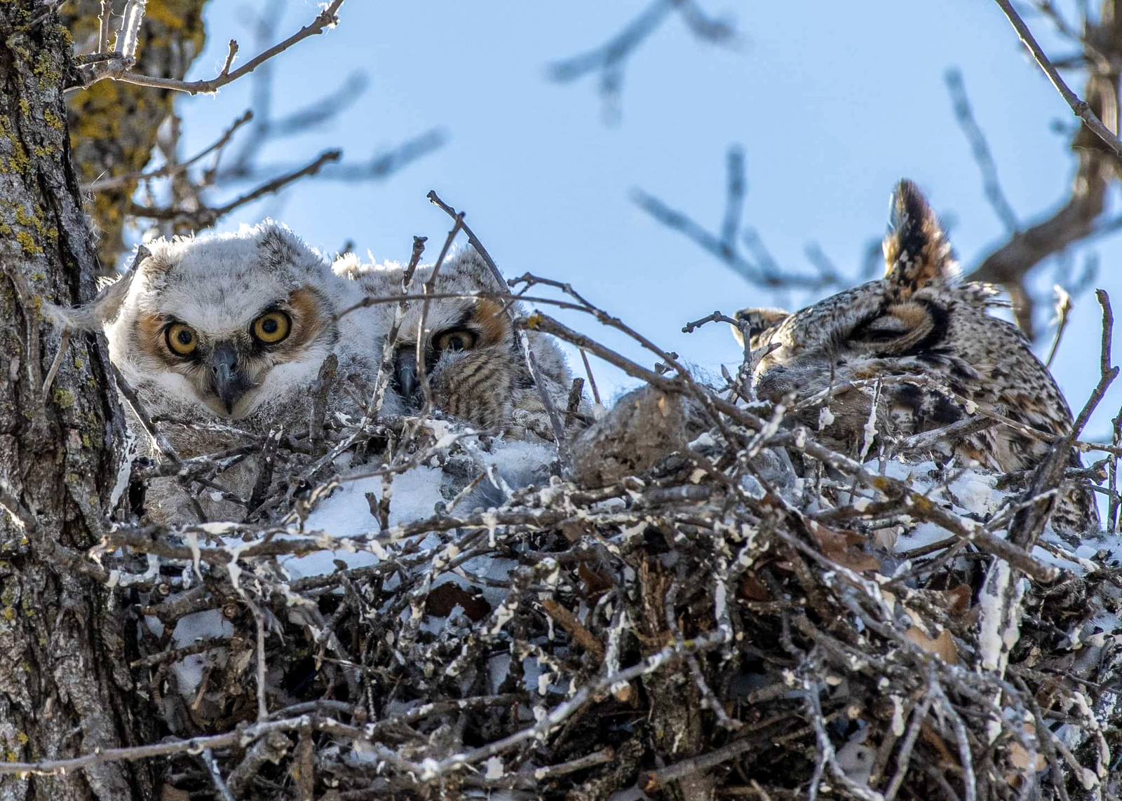 Great Horned Owl chicks