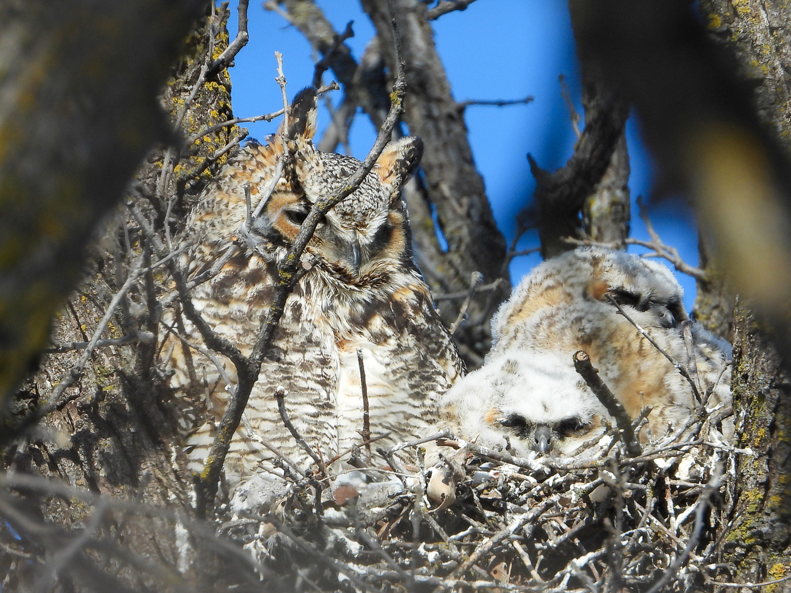 Great Horned Owl nest with chicks