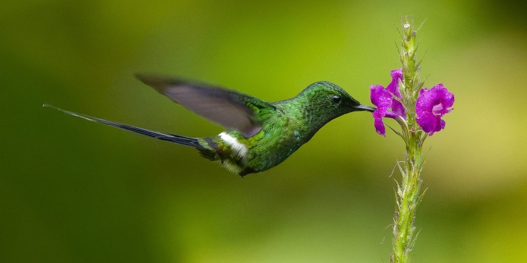 Costa Rica 2024 Trip Report (Feb 28 - Mar 15, 2024)