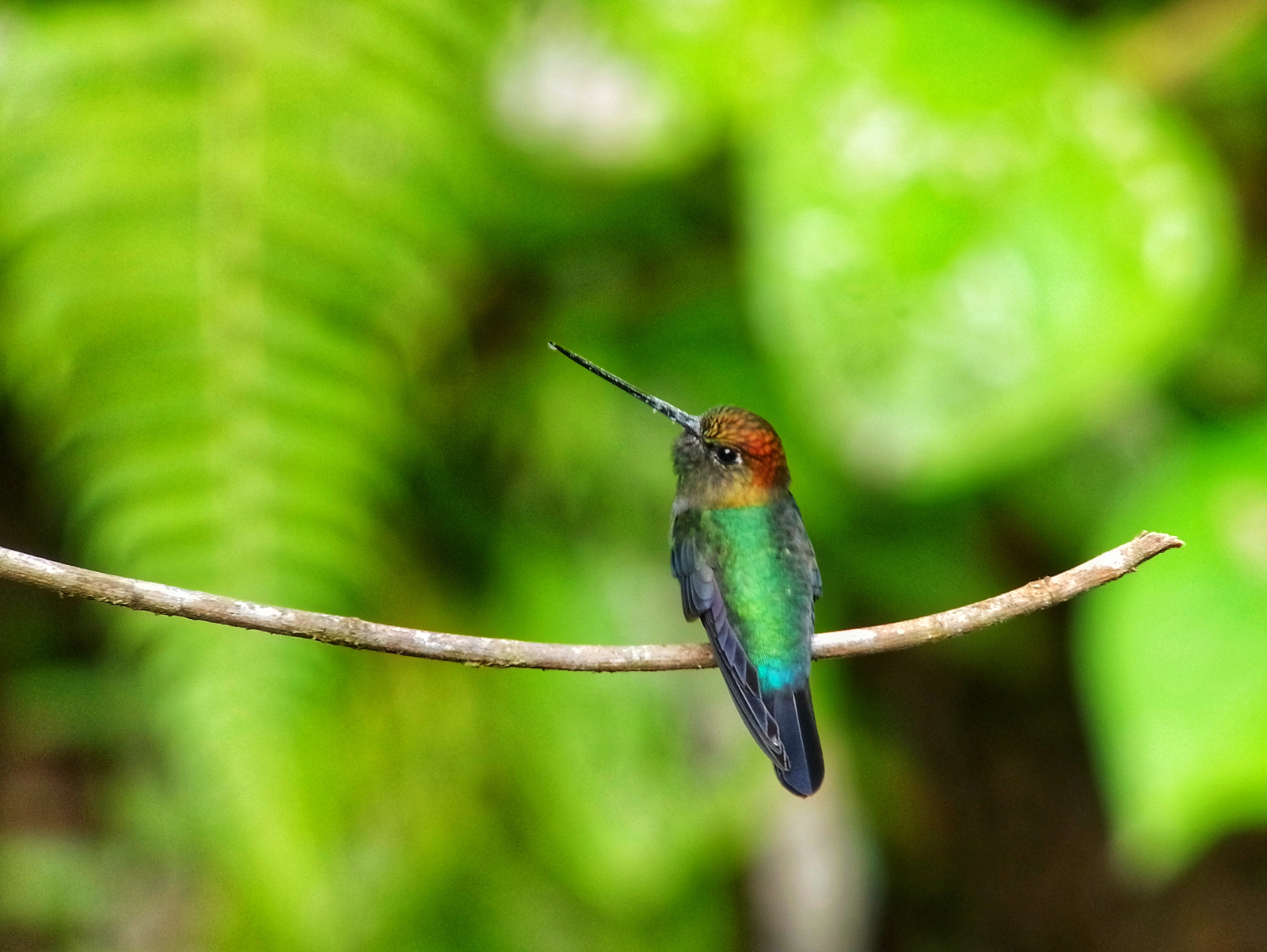 Green-fronted Lancebill