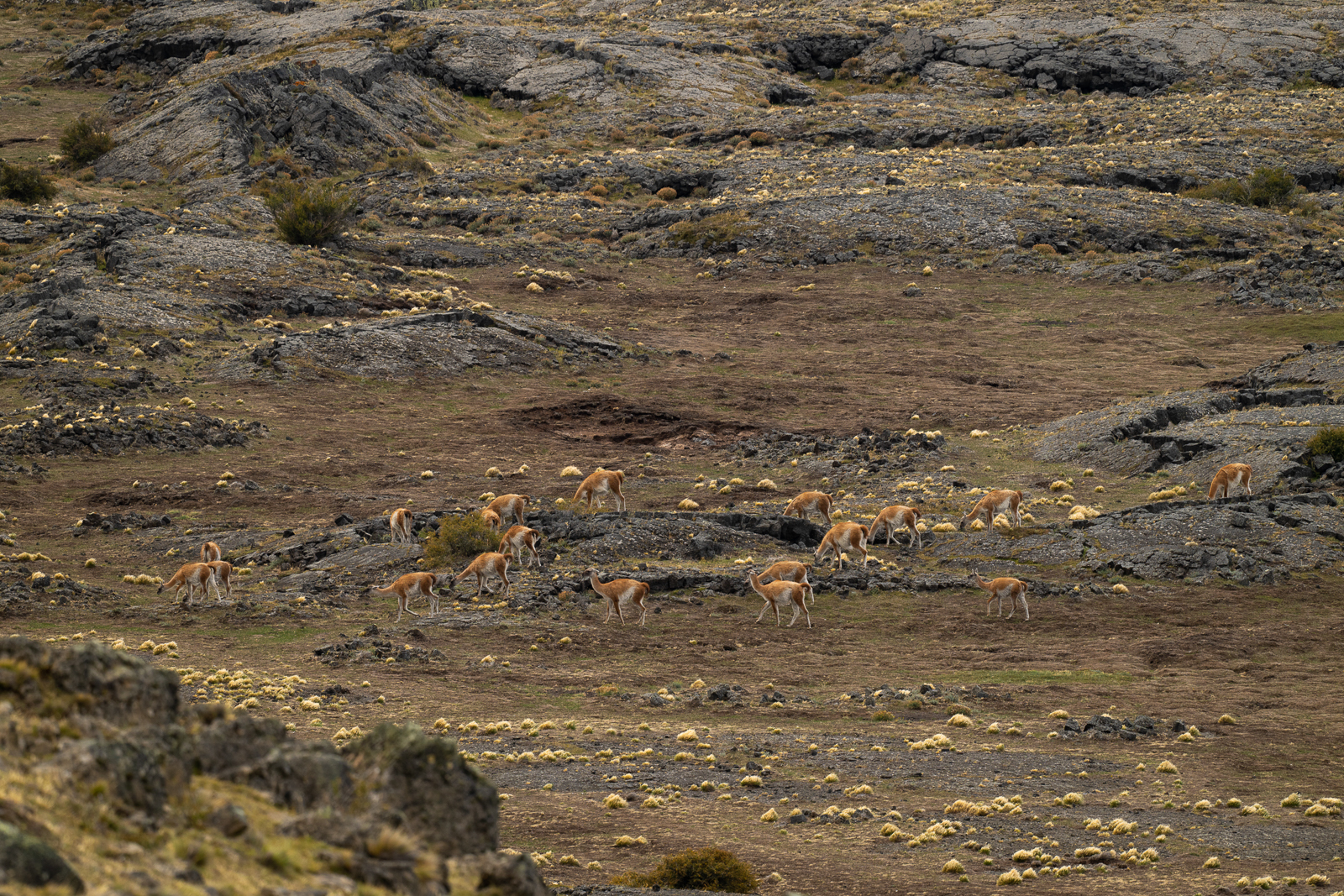 Guanacos in Patagonia