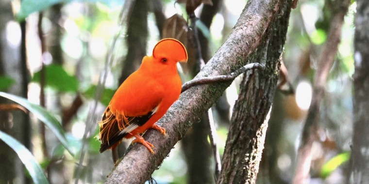 Guyana Birding Trip Report (March 2024)