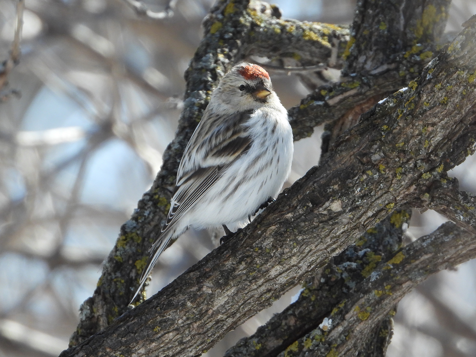 Hoary Redpoll
