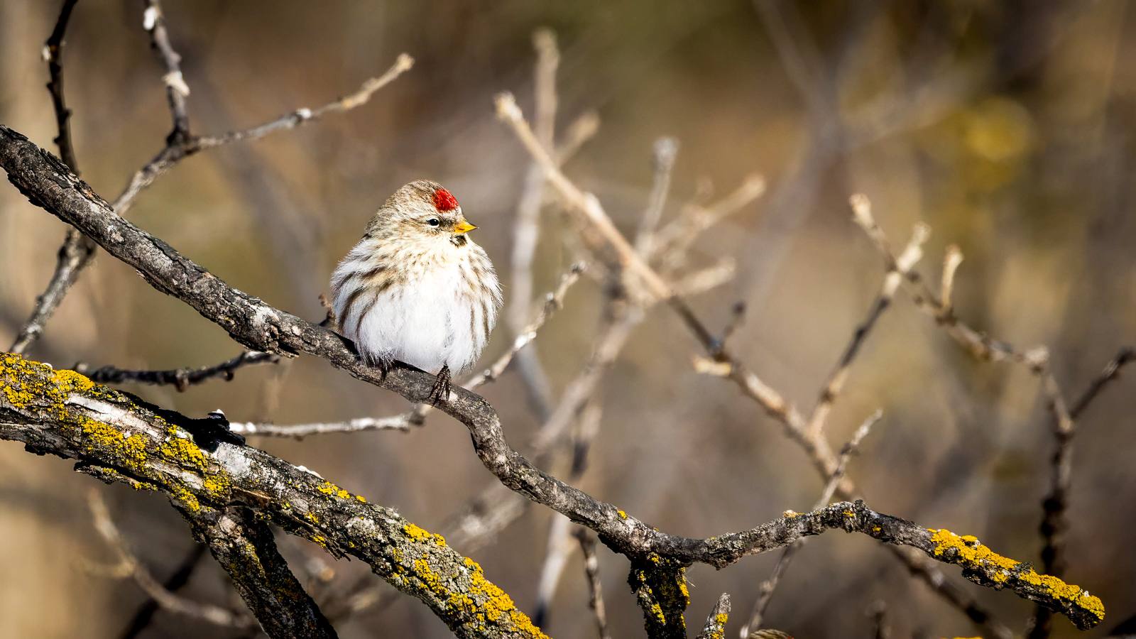 Hoary Redpoll