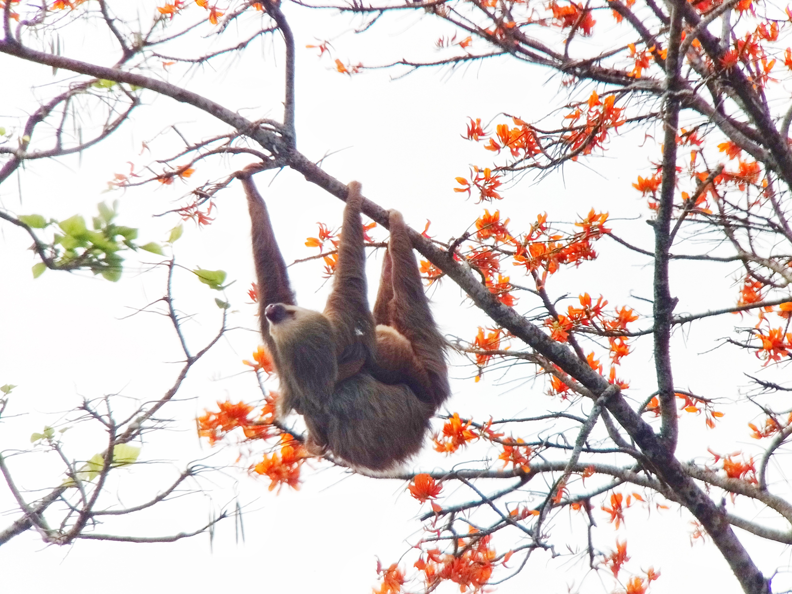 Hoffman's Two-toed Sloth