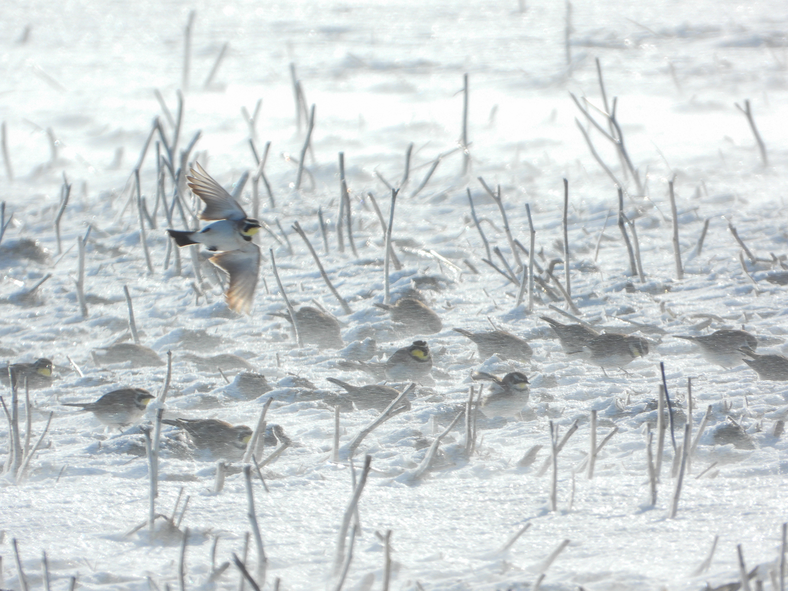 Horned Larks