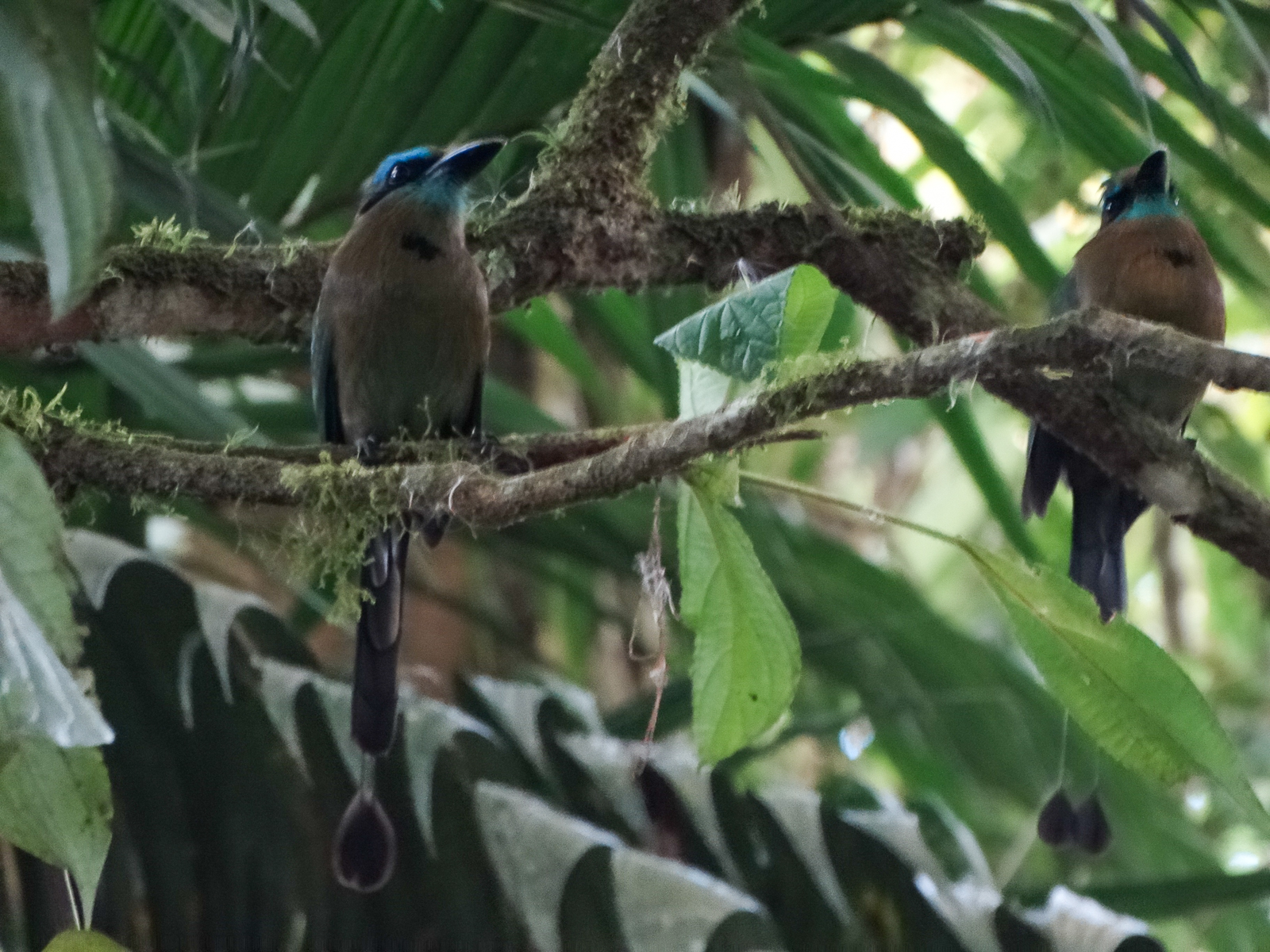 Keel-billed Motmot