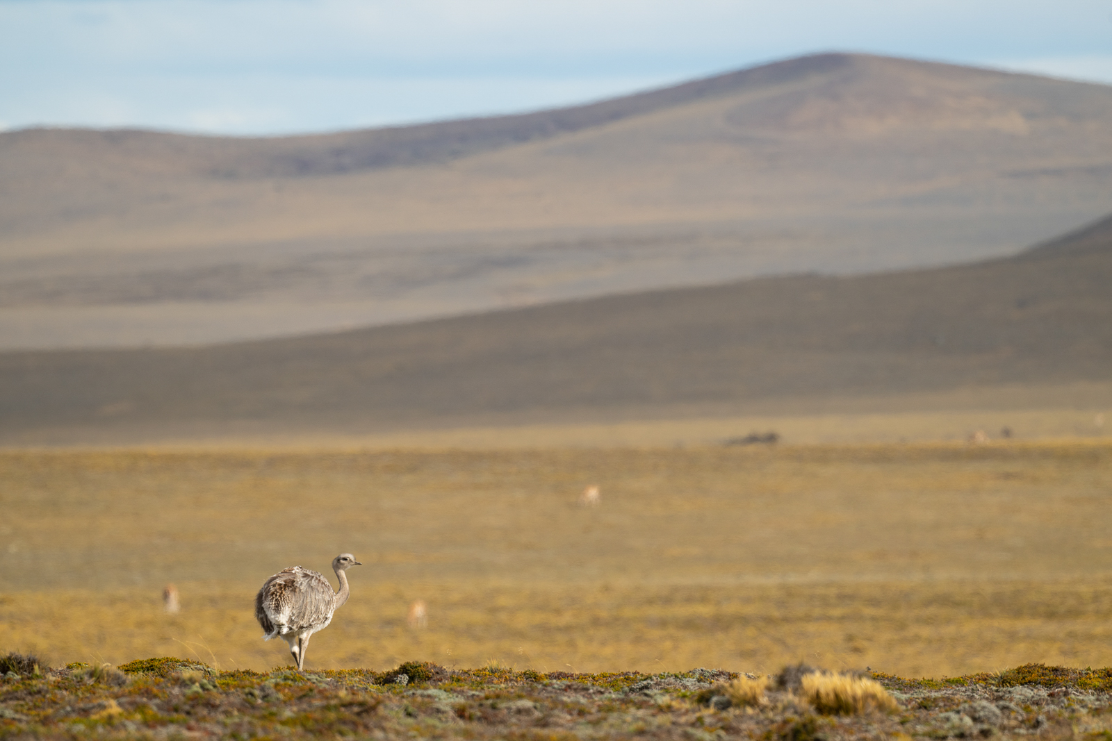 Lesser Rhea, Patagonia