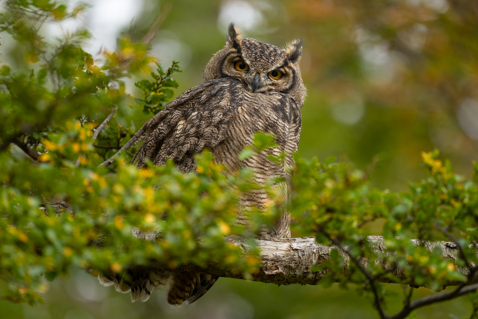 Lesser Horned Owl