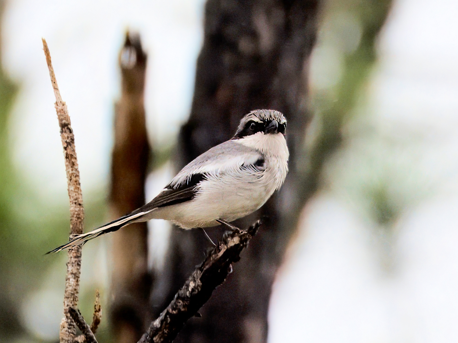 Loggerhead Shrike