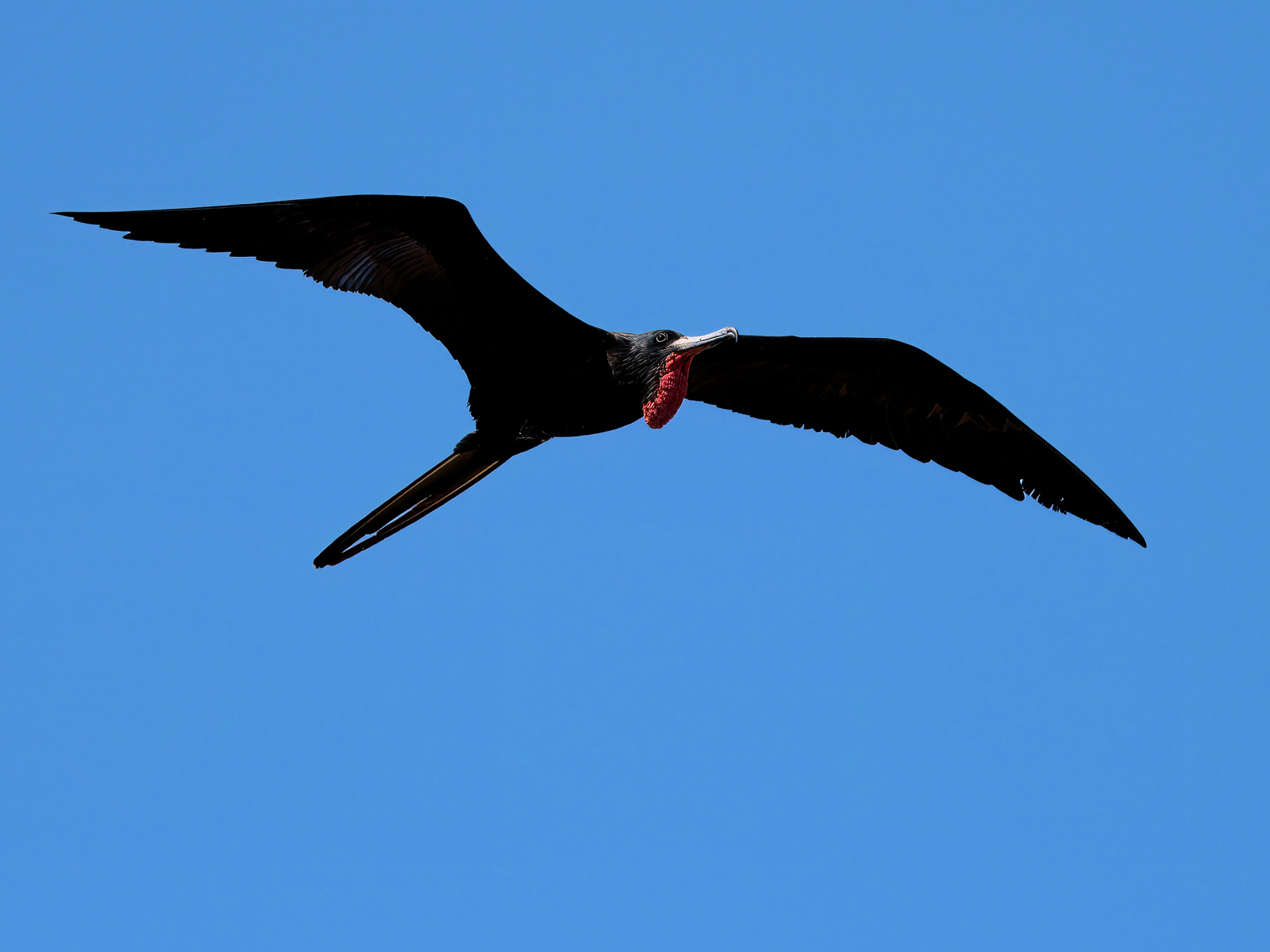 Magnificent Frigatebird