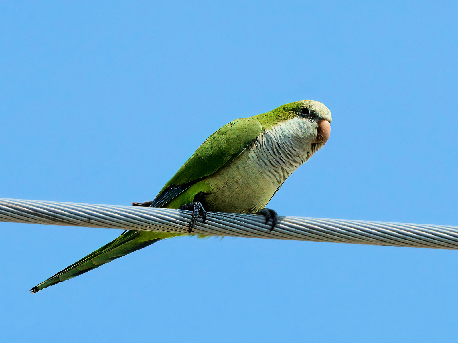 Monk Parakeet