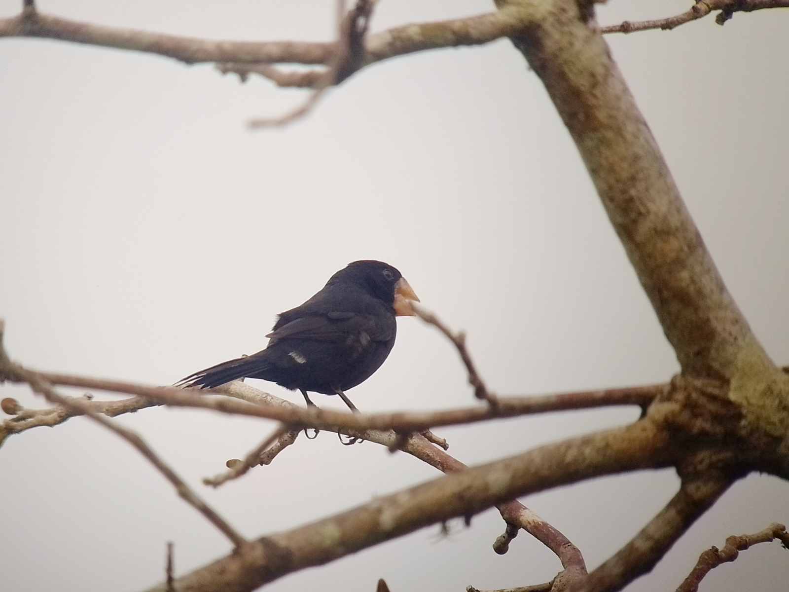 Nicaraguan Seedfinch