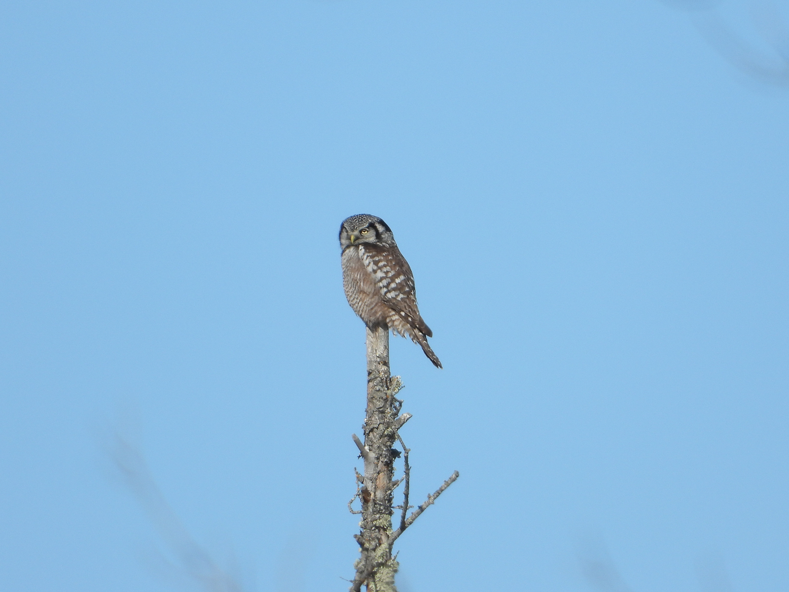 Northern Hawk Owl