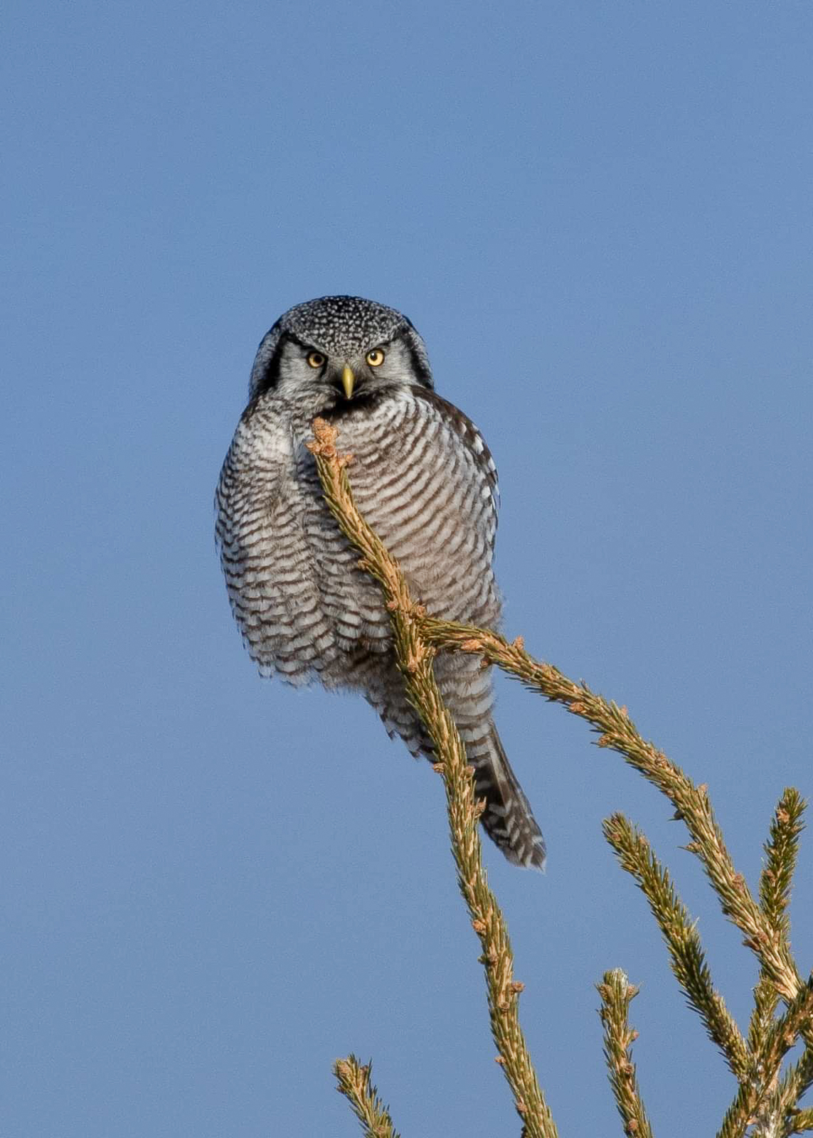 Northern Hawk Owl