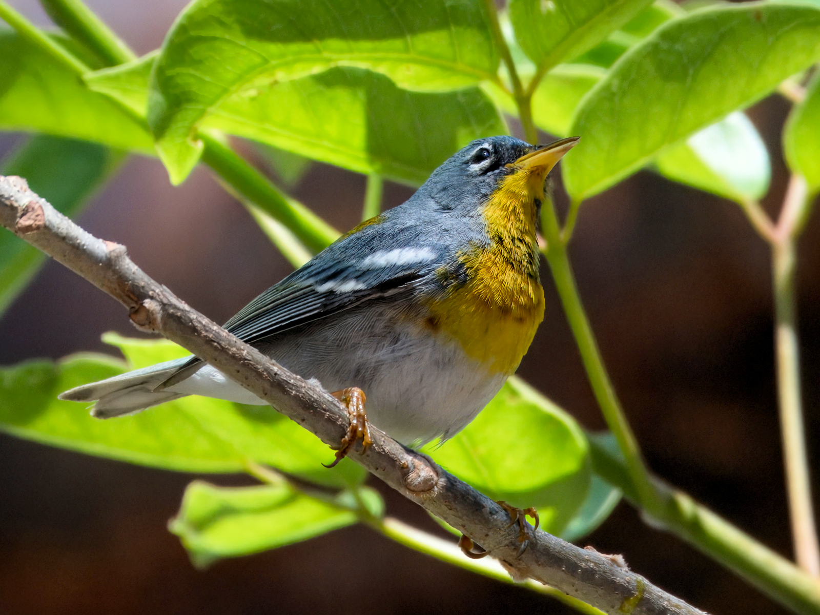 Northern Parula