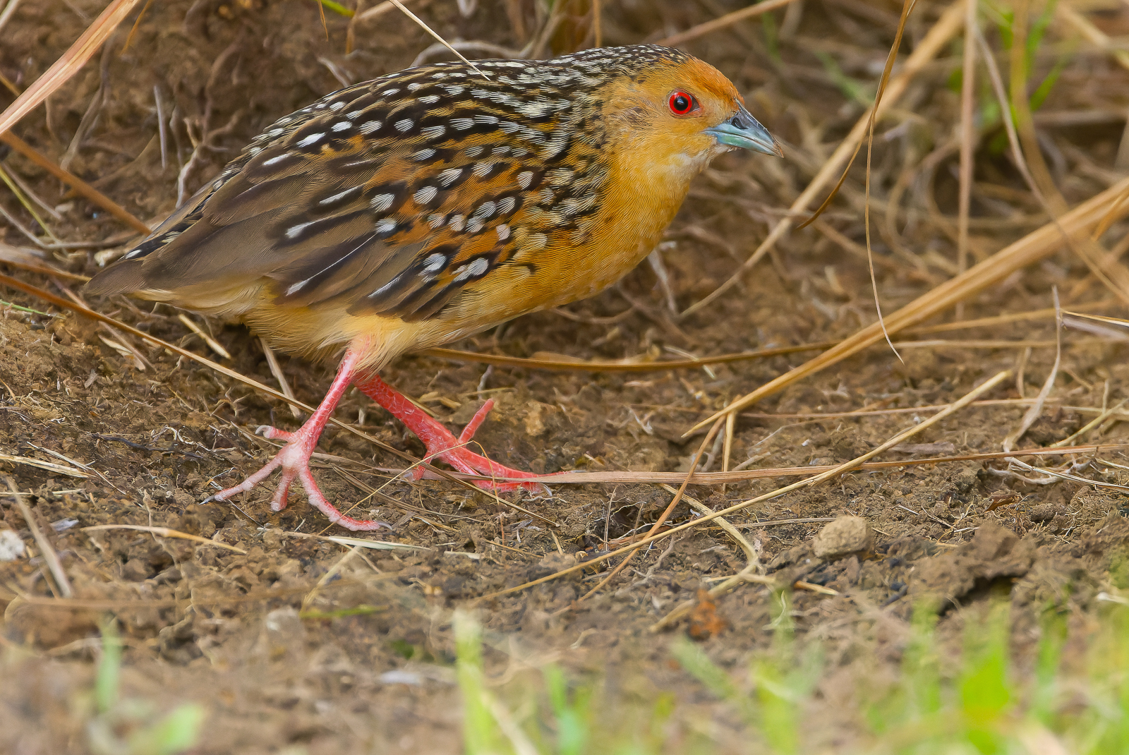 Ocellated Crake