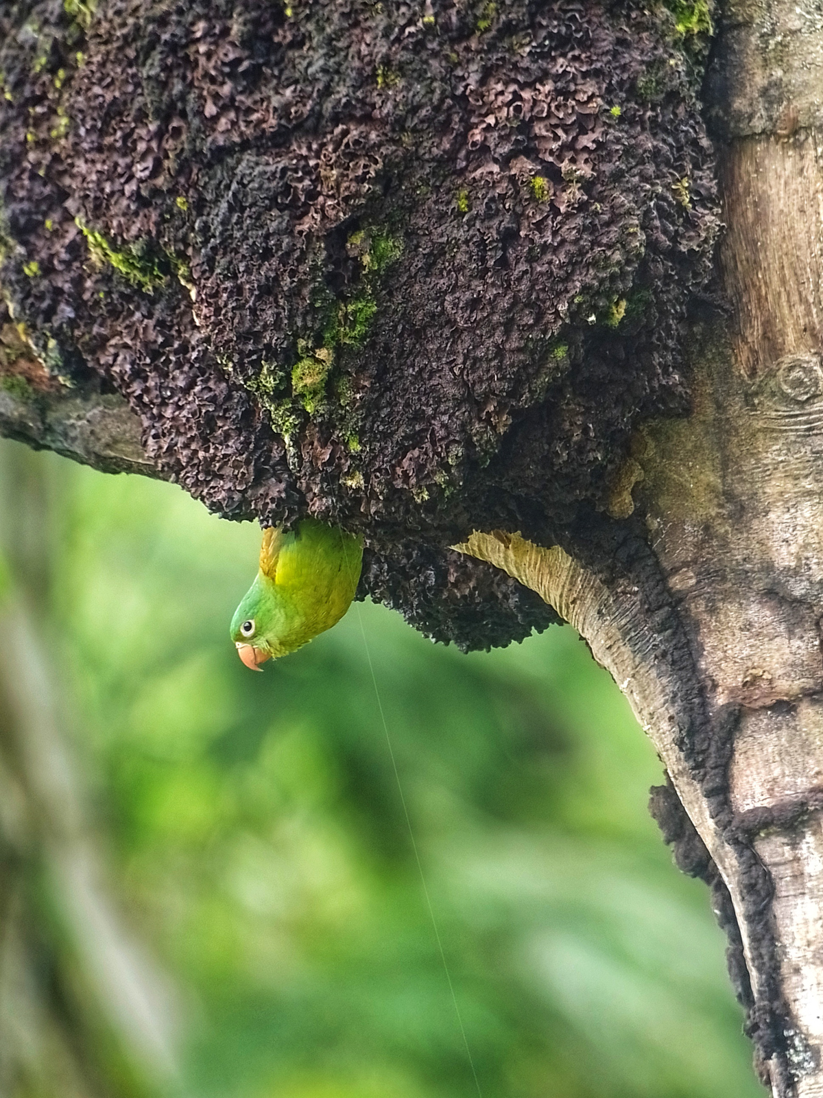 Orange-chinned Parakeet