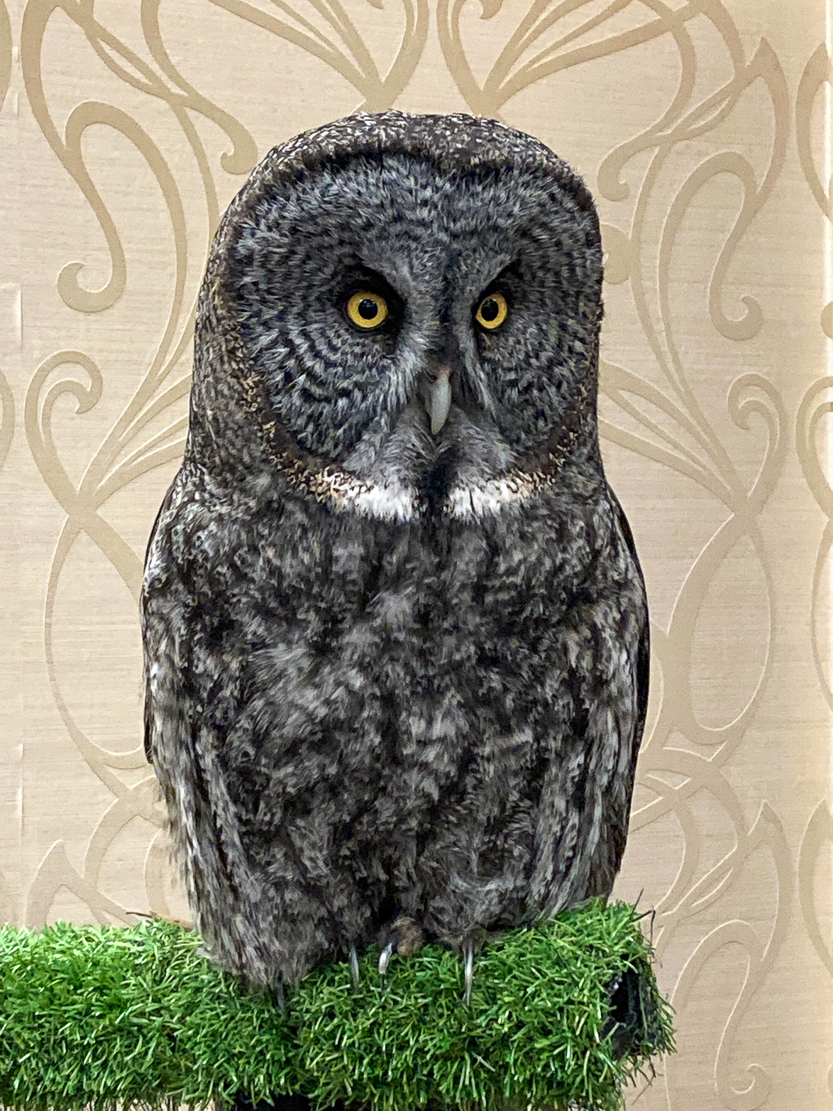Great Gray owl