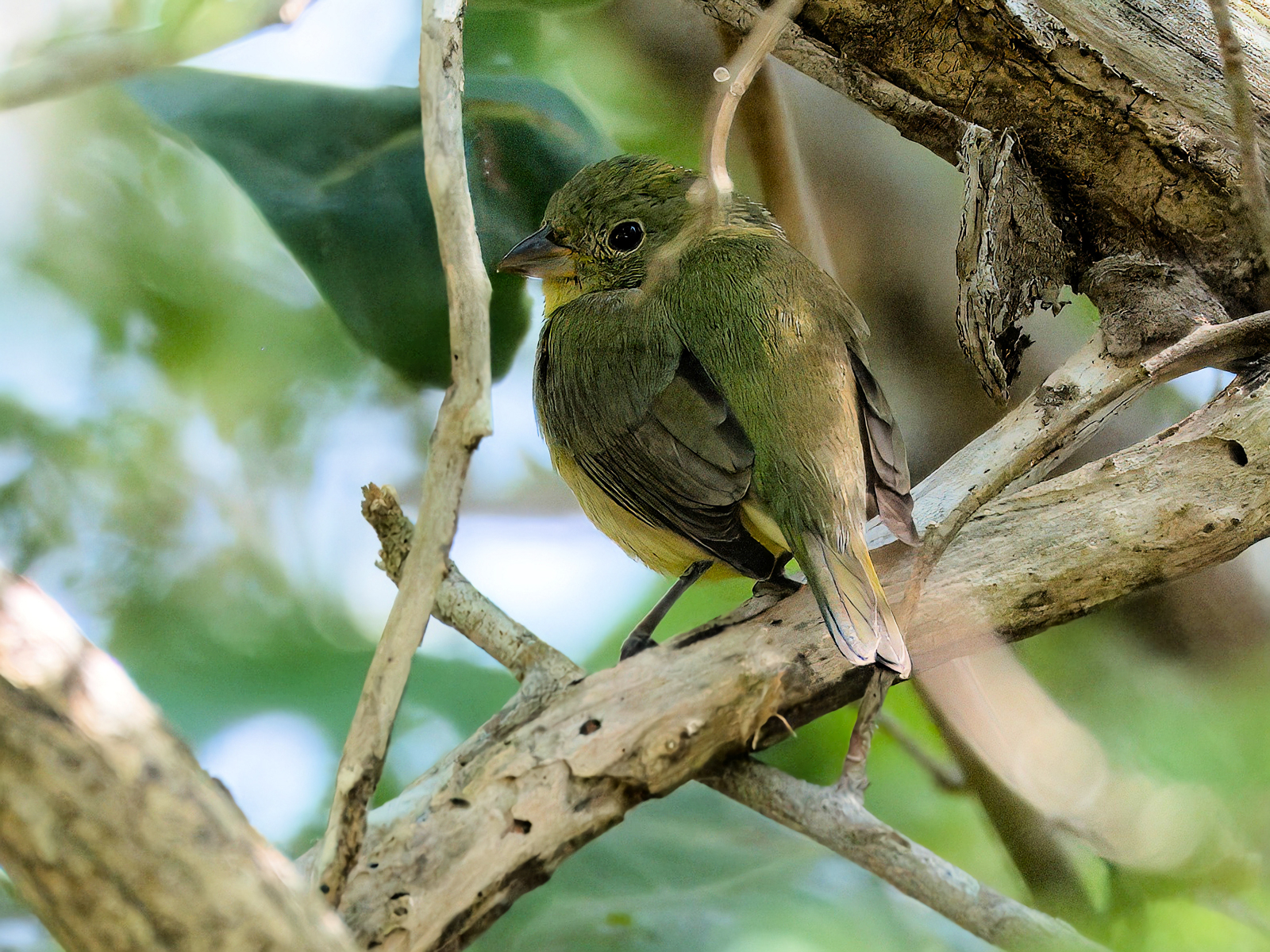 Painted Bunting (female)
