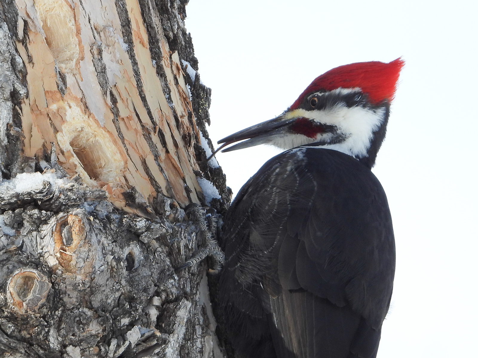 Pileated Woodpecker