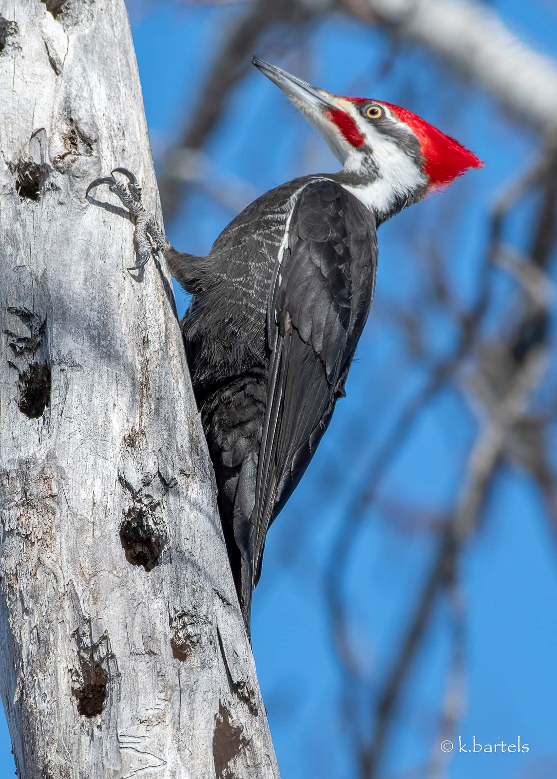 Pileated Woodpecker