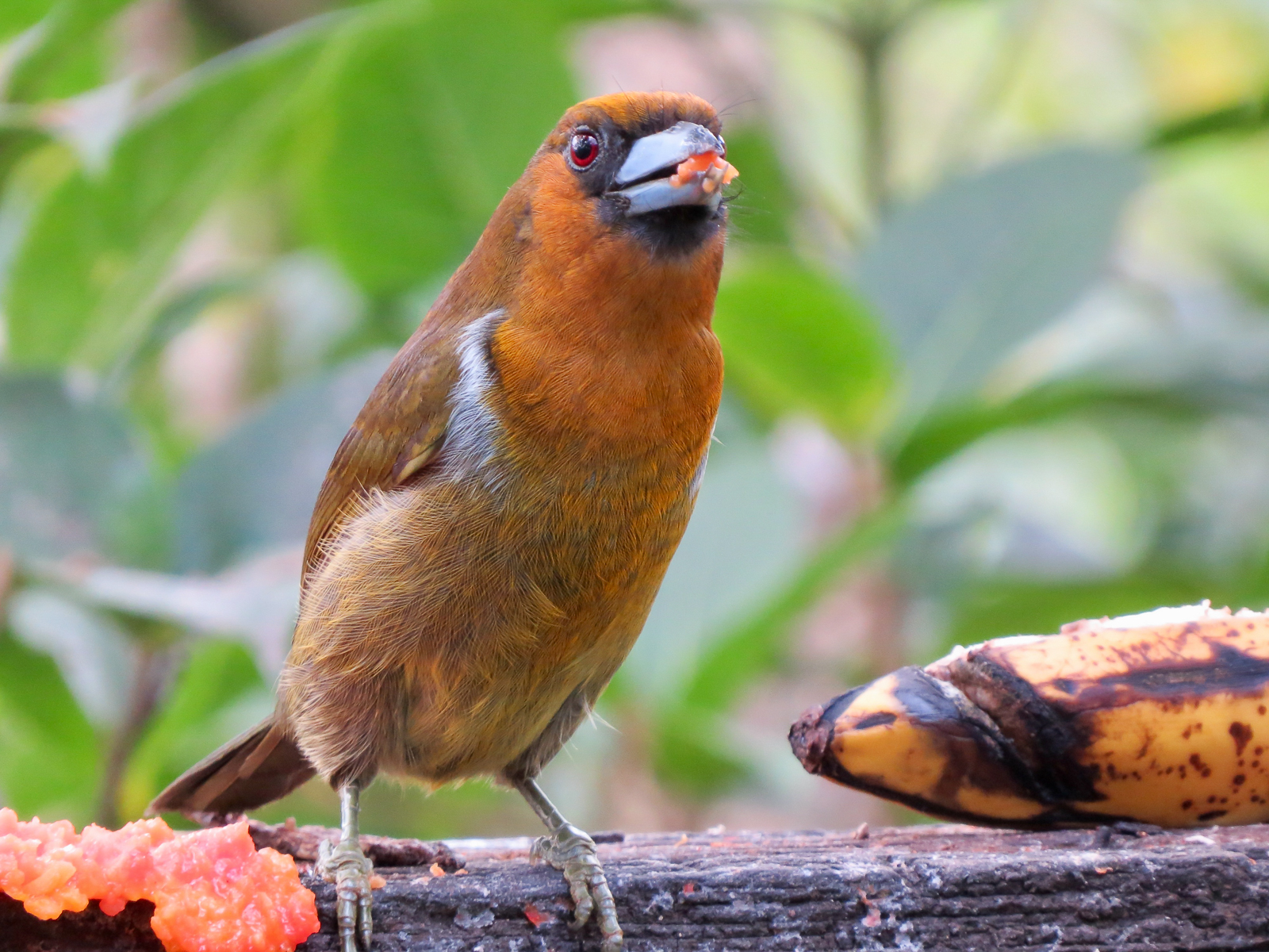 Prong-billed Barbet