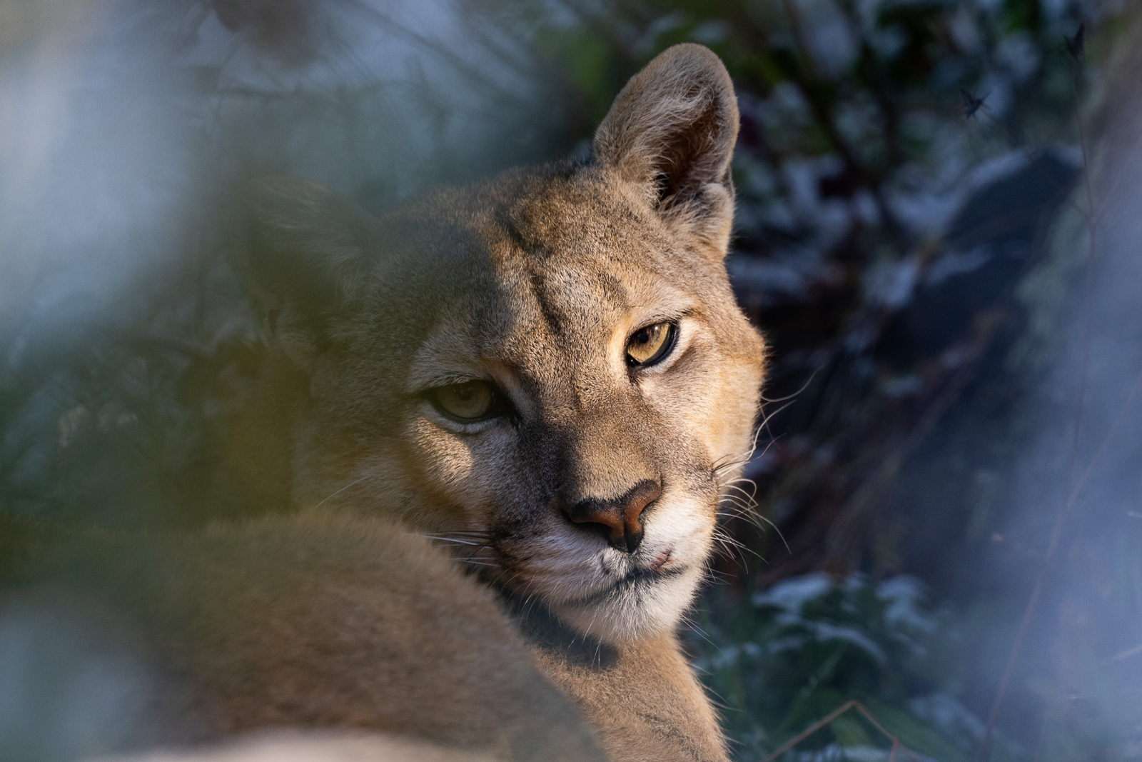 Puma portrait