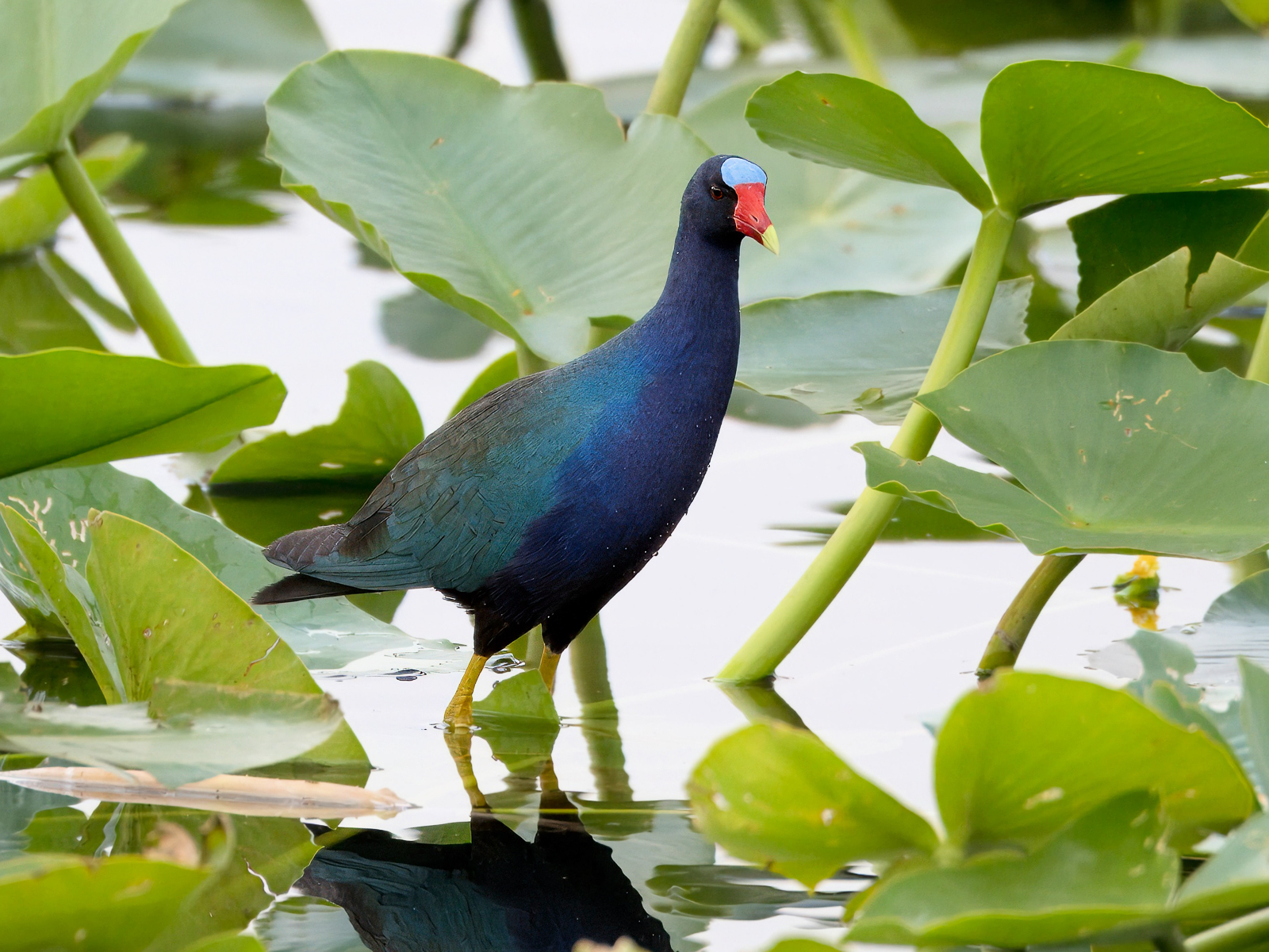 Purple Gallinule