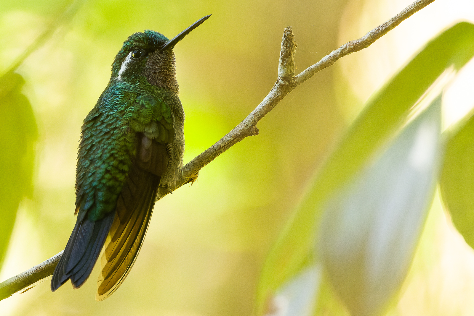 Purple-throated Mountain-gem