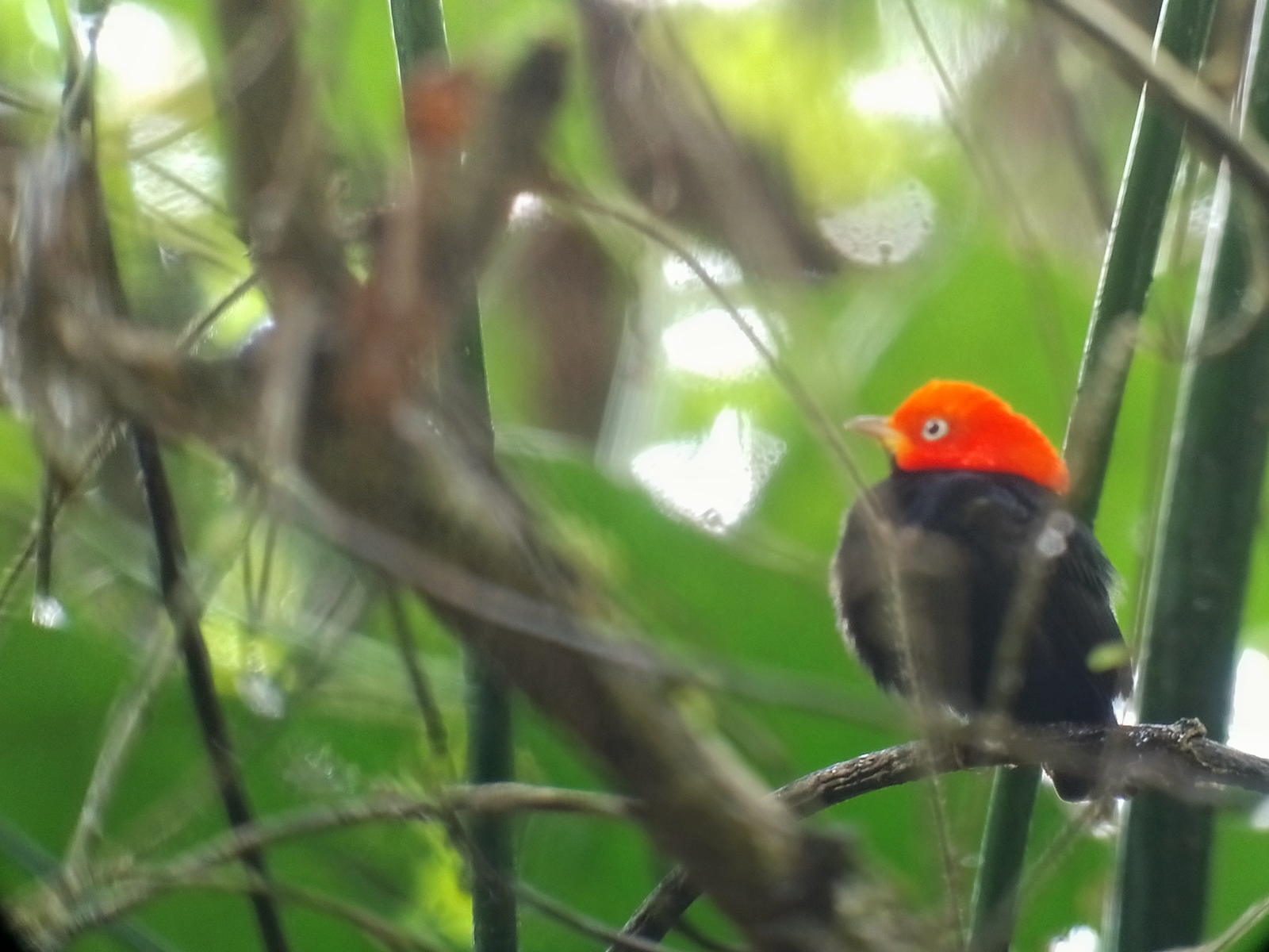 Red-capped Manakin