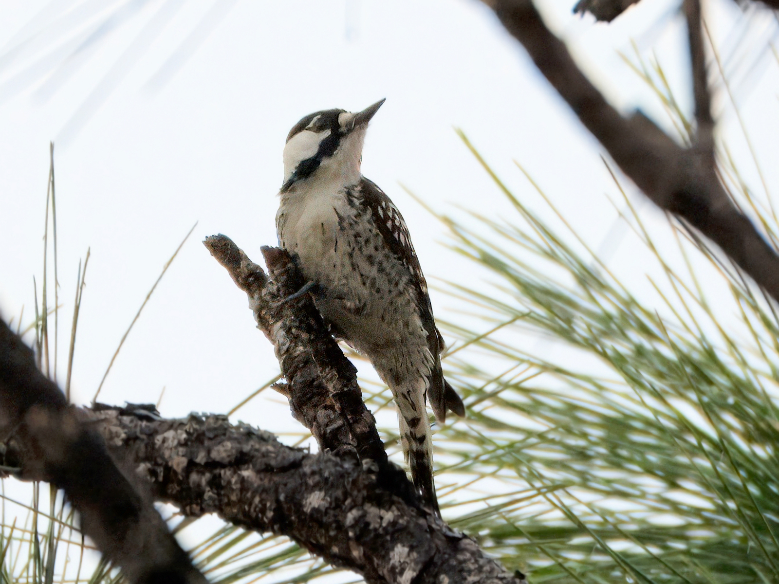 Red-cockaded Woodpecker