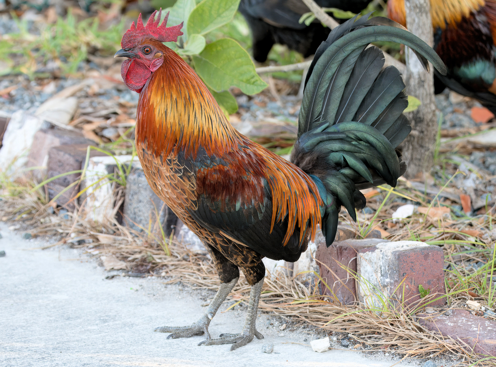 Red Junglefowl