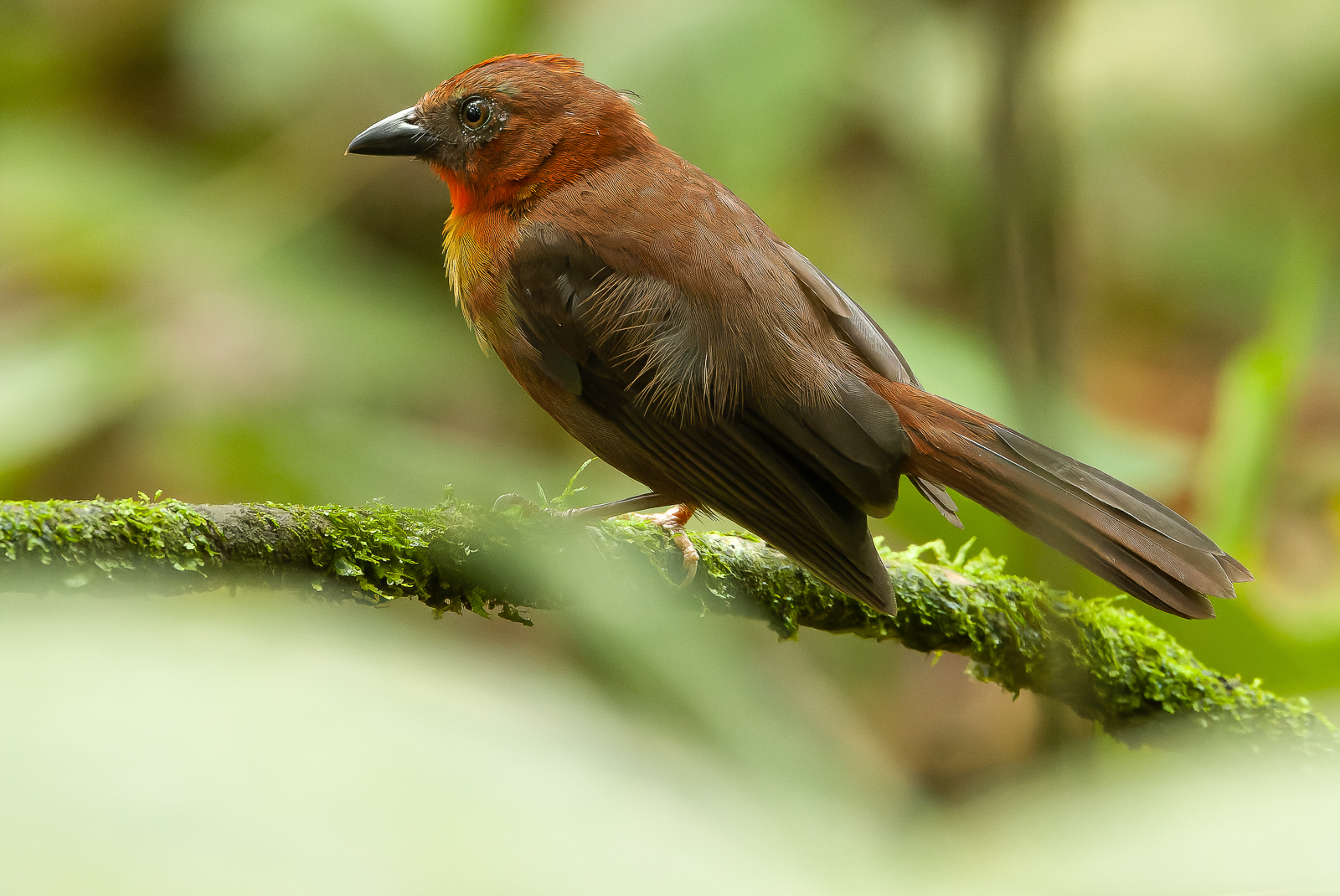 Red-throated Ant-tanager