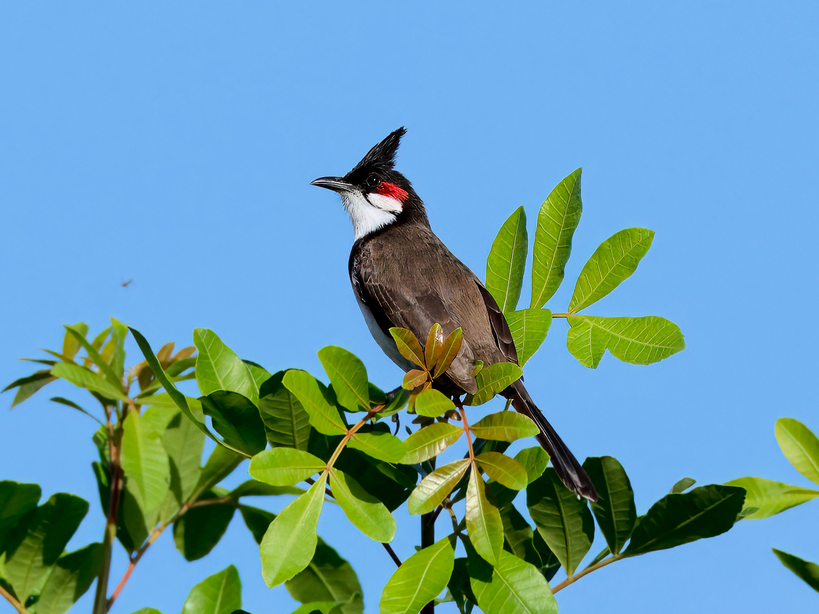 Red-whiskered Bulbul