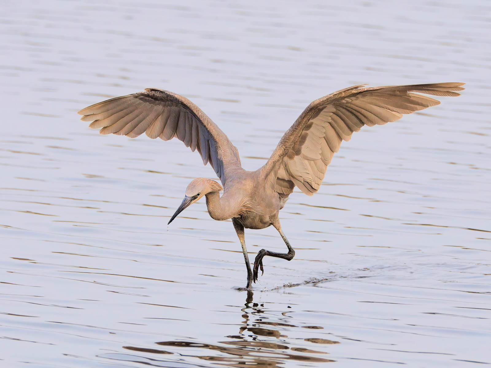Reddish Egret