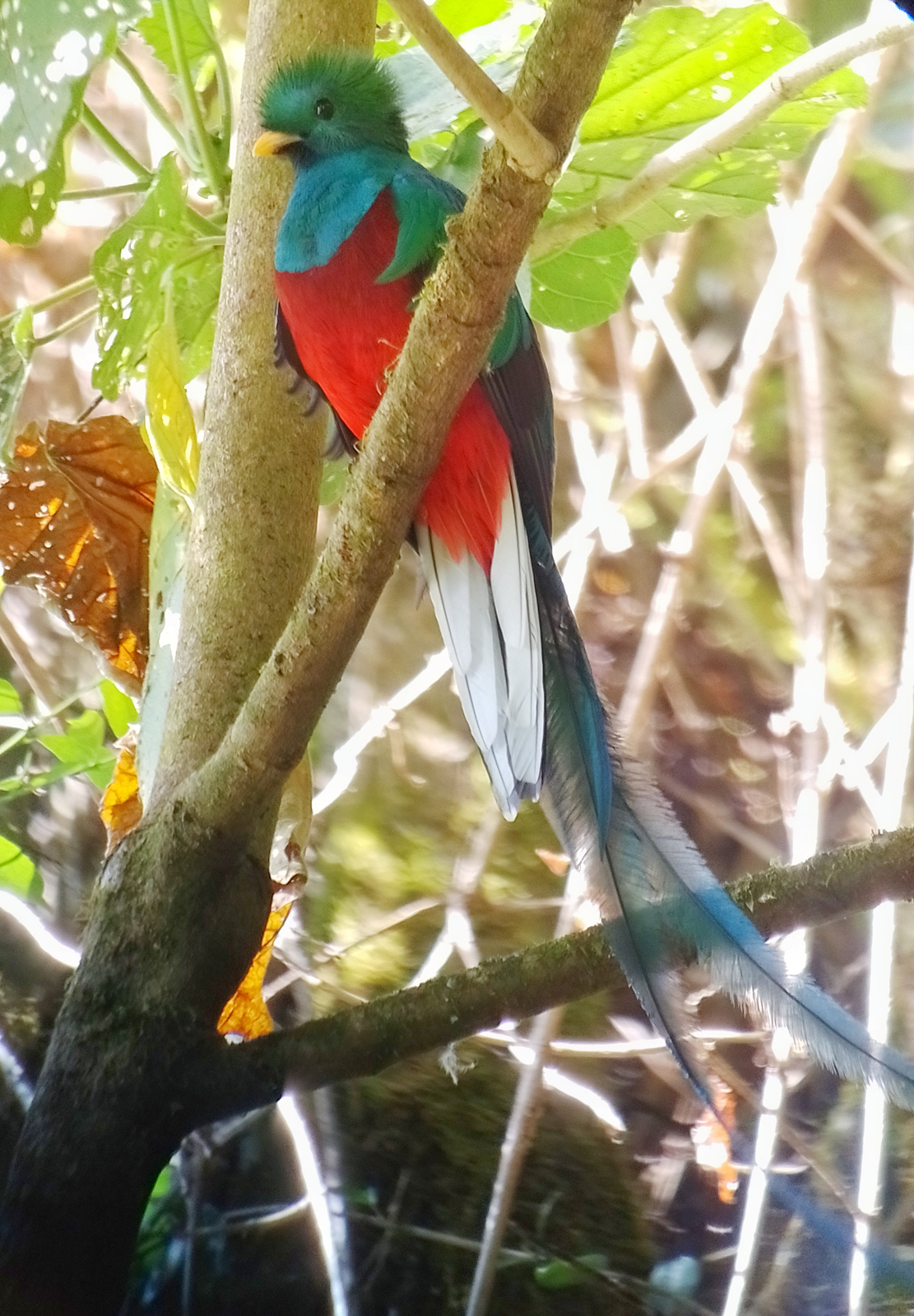 Resplendent Quetzal