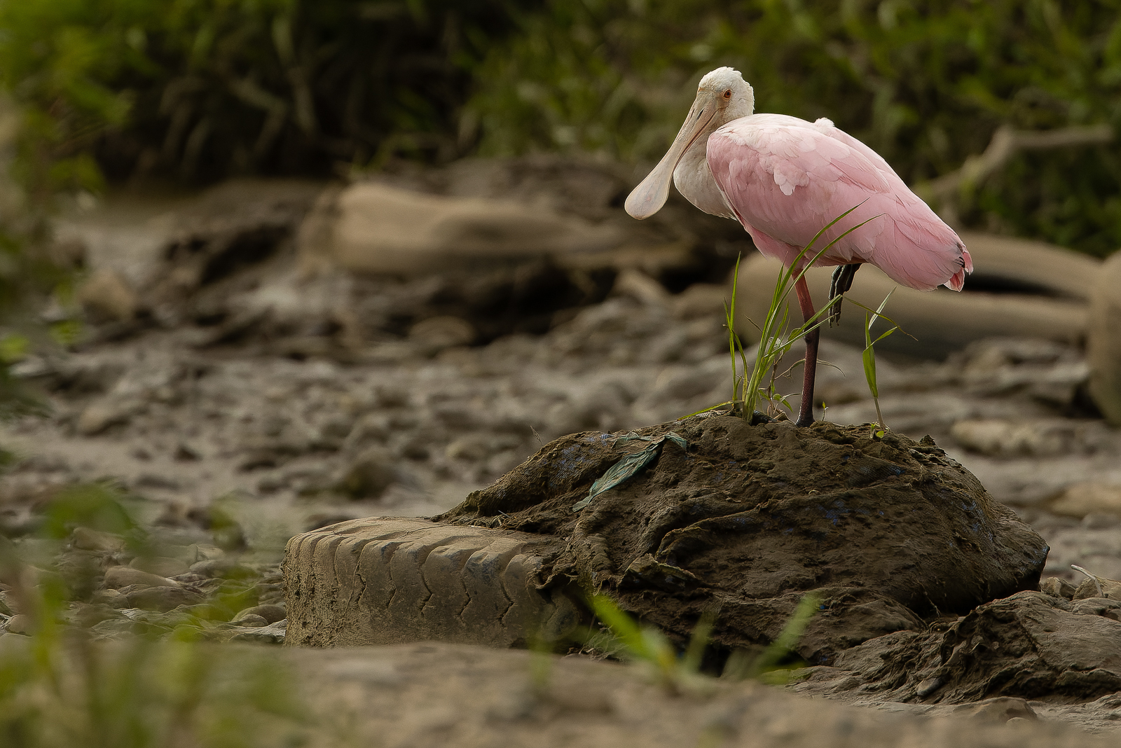 Roseate Spoonbill