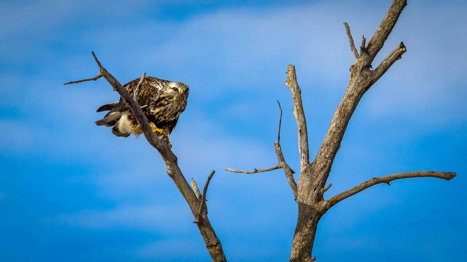 Rough-legged Hawk
