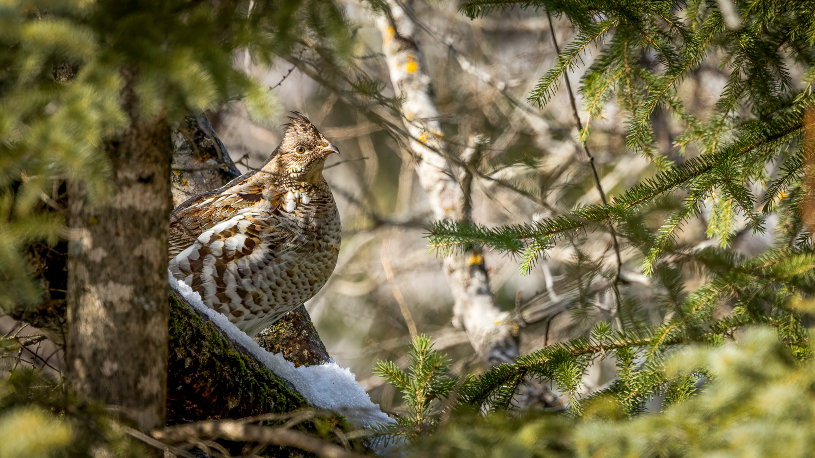 Ruffed Grouse