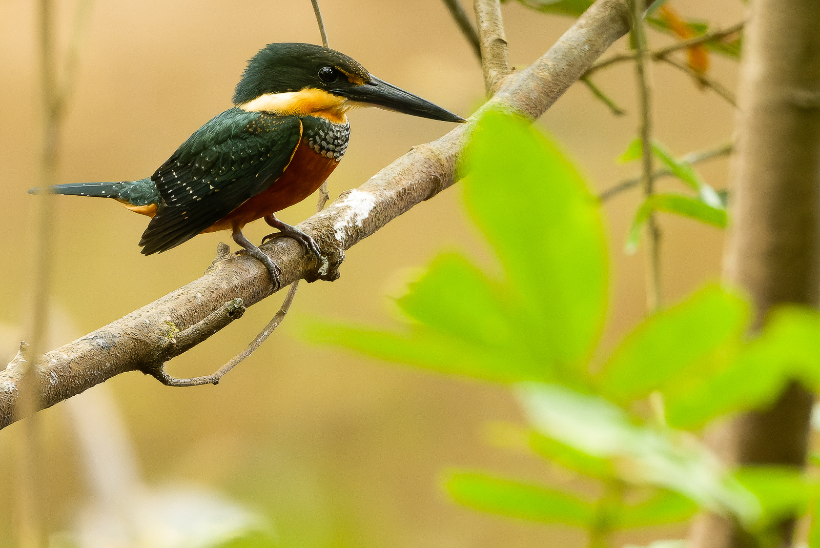 Rufous-and-green Kingfisher
