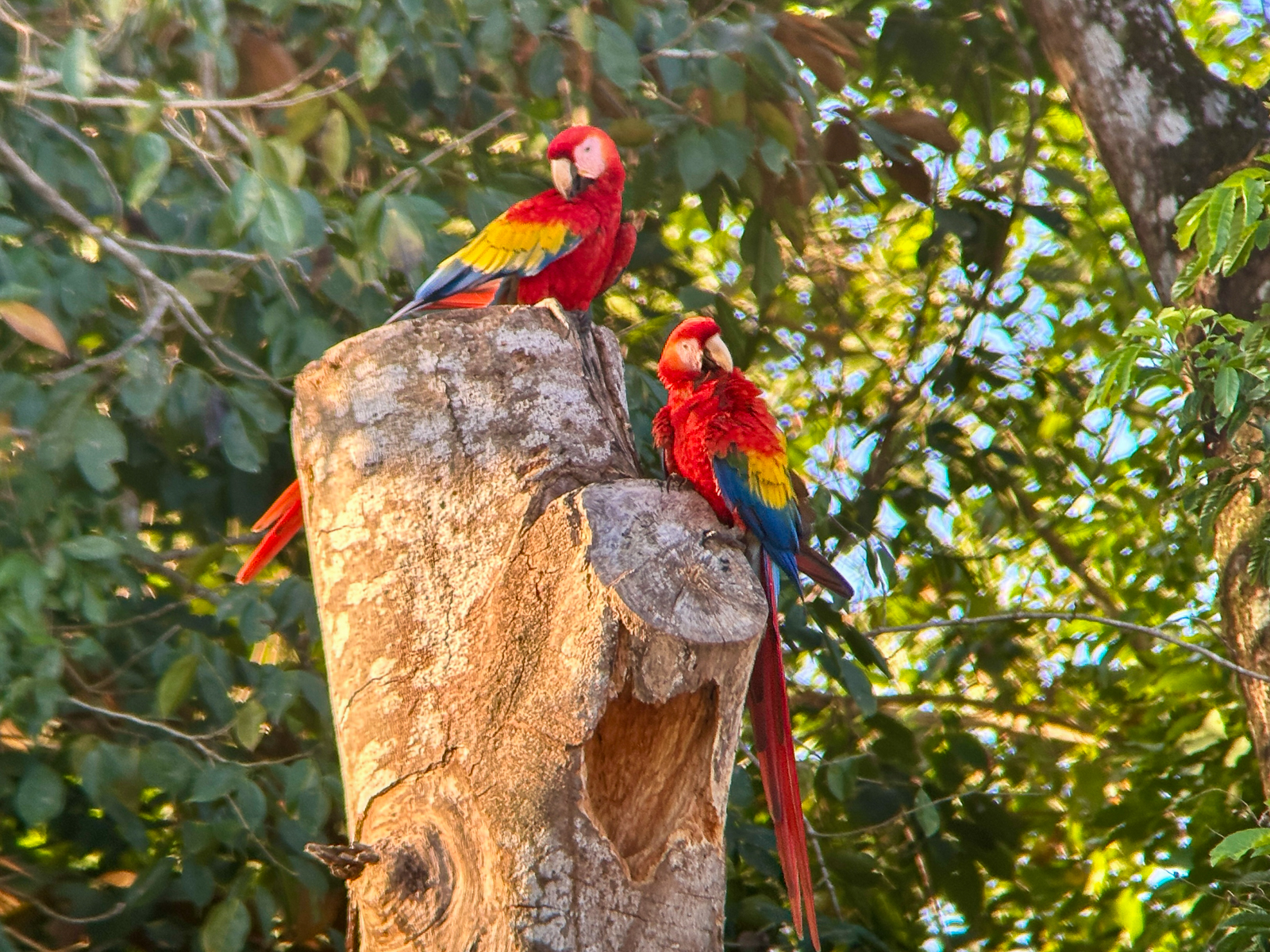 Scarlet Macaws