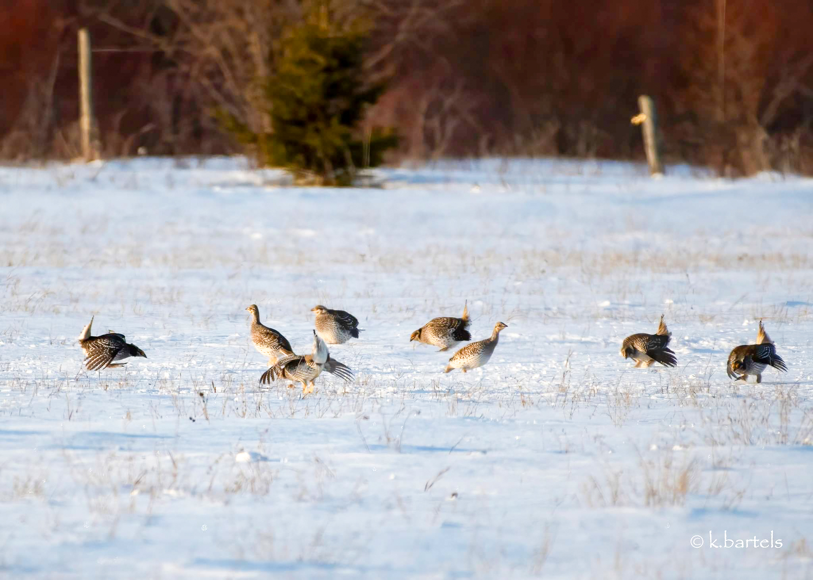 Sharp-tailed Grouse lek