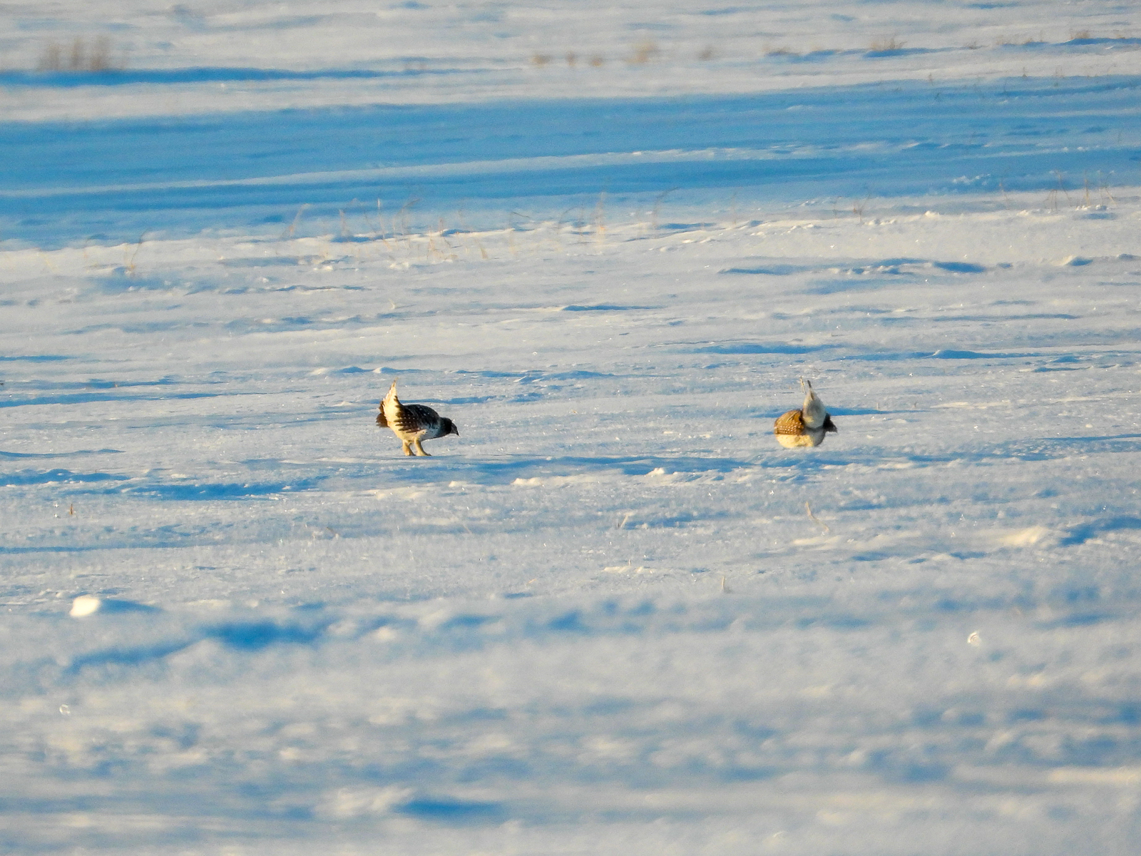 Sharp-tailed Grouse dancing