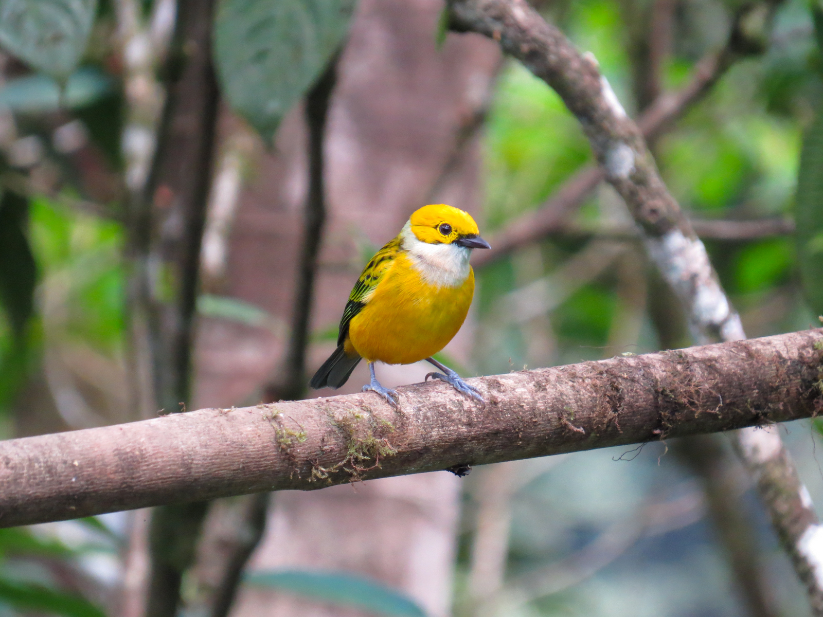 Silver-throated Tanager